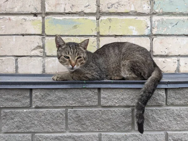 Eine Katze Die Ohne Eigenes Zuhause Auf Der Straße Der — Stockfoto