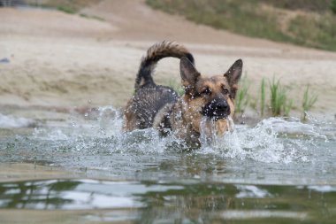 Köpek yüzüyor ve nehre dalıyor, kırmızı çit şamandıraları suda yüzüyor. Alman çoban köpeği suda yüzmekten mutlu..