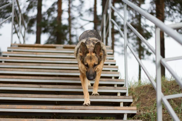 A dog comes down the stairs in the park. In the background of the German Shepherd, there are large pine trees and a cloudy sky.