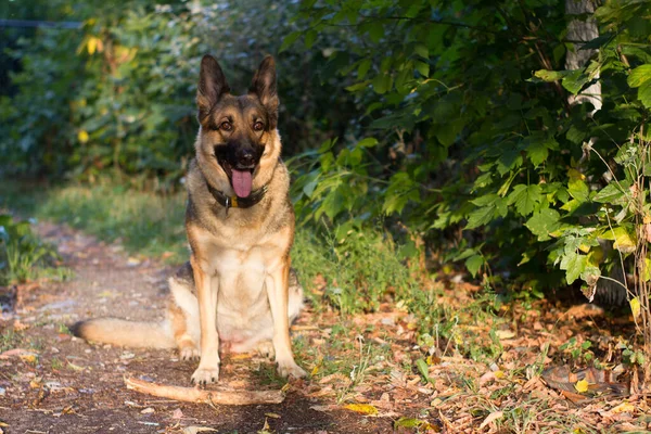 Pies Leśnej Ścieżce Promieniach Świtu — Zdjęcie stockowe