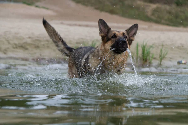 Собака Плавает Ныряет Реку Воде Плавают Красные Буи Забора Немецкая — стоковое фото