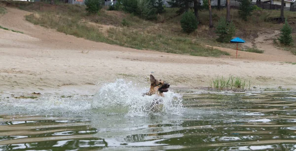 Köpek Yüzüyor Nehre Dalıyor Kırmızı Çit Şamandıraları Suda Yüzüyor Alman — Stok fotoğraf