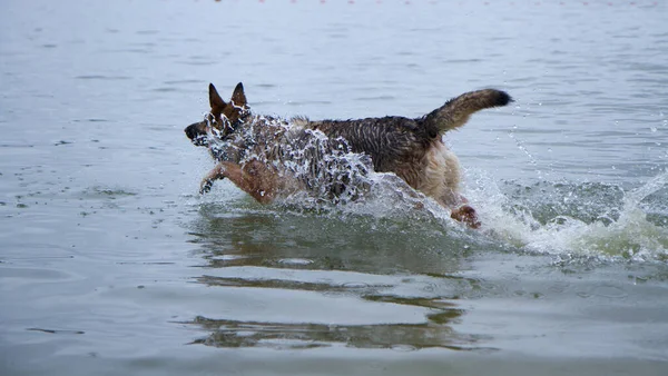 Perro Nada Sumerge Río Boyas Cerca Roja Flotan Agua Pastor —  Fotos de Stock