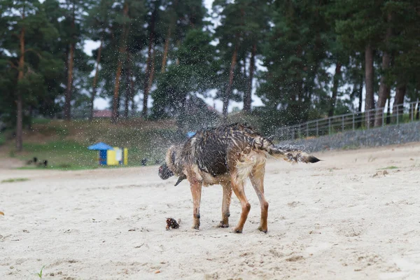 The dog shakes off the water after swimming in the river. A German Shepherd shakes himself off on a sandy city beach. Splashes from the water fly in different directions from the dog.
