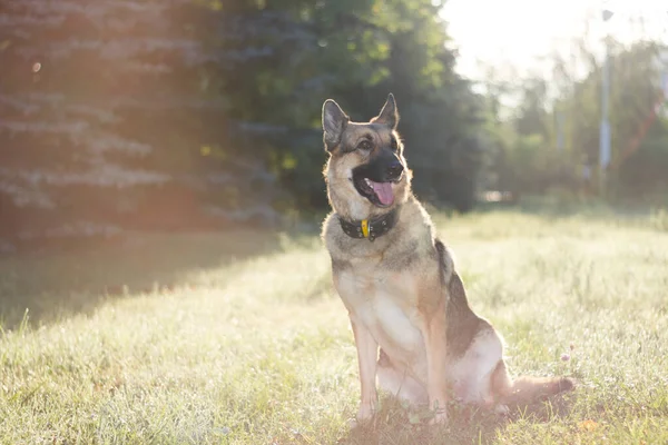 Ein Hund Beim Gassigehen Der Stadt Ein Schäferhund Trifft Bei — Stockfoto