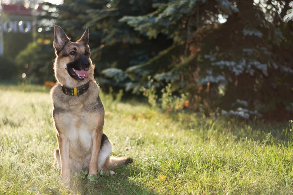 Een Hond Een Wandeling Stad Een Duitse Herder Ontmoet Zomerdageraad — Stockfoto