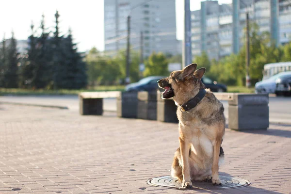 Cane Che Passeggia Città Pastore Tedesco Incontra Alba Estiva Durante — Foto Stock