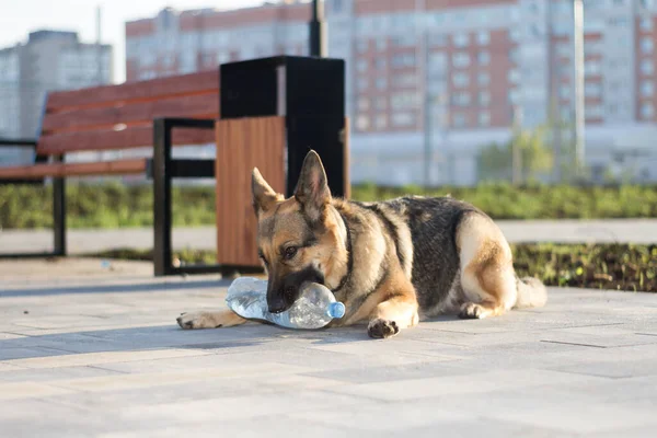 Een Hond Speelt Met Een Fles Water Een Duitse Herder — Stockfoto