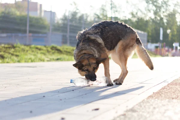 Een Hond Speelt Met Een Fles Water Een Duitse Herder — Stockfoto