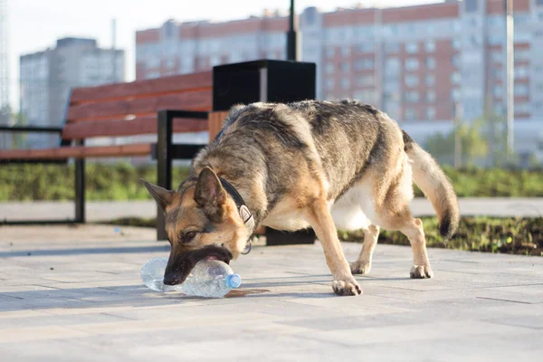 Een Hond Speelt Met Een Fles Water Een Duitse Herder — Stockfoto