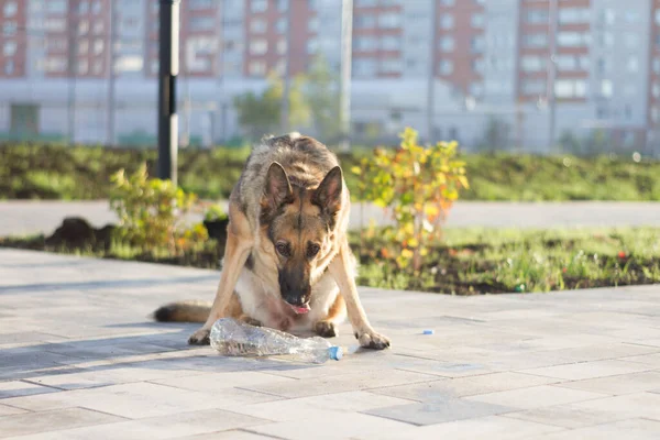 Een Hond Speelt Met Een Fles Water Een Duitse Herder — Stockfoto