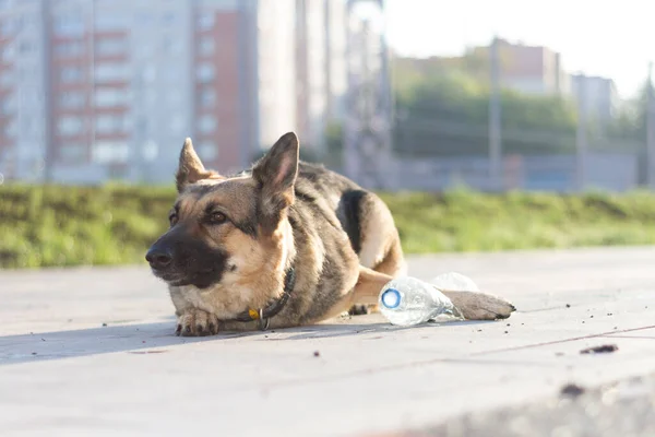 Een Hond Speelt Met Een Fles Water Een Duitse Herder — Stockfoto