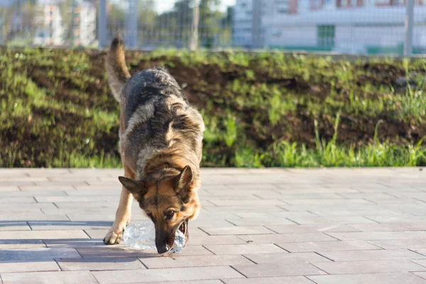 Cane Gioca Con Una Bottiglia Acqua Pastore Tedesco Gioca Città — Foto Stock