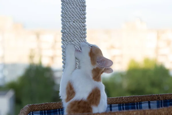 도시의 배경에 바구니에 고양이 바구니에 고양이 — 스톡 사진