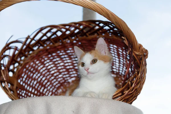 Gatinho Uma Cesta Vime Gato Uma Cesta Fundo Embaçado Cidade — Fotografia de Stock