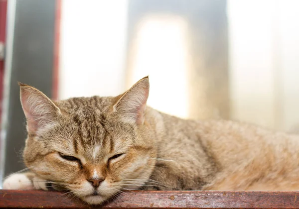 배경의 고양이 배경의 줄무늬 고양이 — 스톡 사진