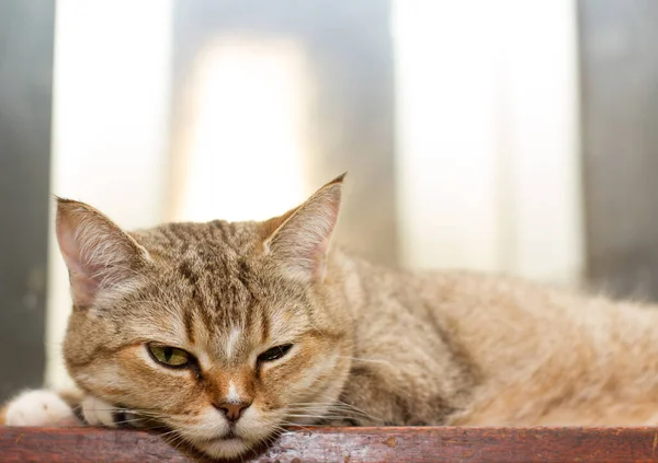 Hafif Arka Planda Bir Kedi Hafif Arka Planda Çizgili Bir — Stok fotoğraf