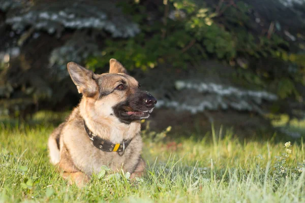 Hund Bakgrunden Gran Träd Herde Hund Vandrar Sommaren Gryningen — Stockfoto