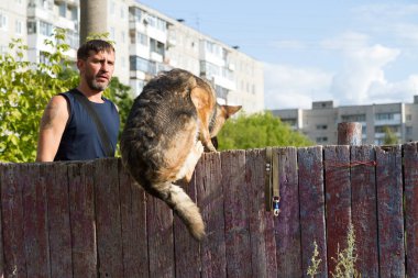 Köpek eğitimi. Eğitimde olan bir Alman çoban köpeği. Köpek, uzun şehir evlerinin arka planına doğru eğilir..