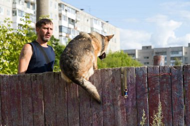 Köpek eğitimi. Eğitimde olan bir Alman çoban köpeği. Köpek, uzun şehir evlerinin arka planına doğru eğilir..