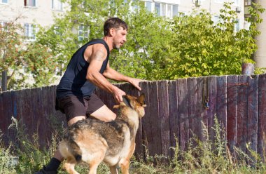 Köpek eğitimi. Eğitimde olan bir Alman çoban köpeği. Köpek, uzun şehir evlerinin arka planına doğru eğilir..