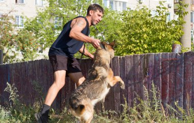 Köpek eğitimi. Eğitimde olan bir Alman çoban köpeği. Köpek, uzun şehir evlerinin arka planına doğru eğilir..
