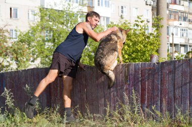 Köpek eğitimi. Eğitimde olan bir Alman çoban köpeği. Köpek, uzun şehir evlerinin arka planına doğru eğilir..