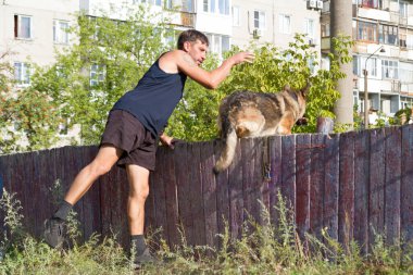 Köpek eğitimi. Eğitimde olan bir Alman çoban köpeği. Köpek, uzun şehir evlerinin arka planına doğru eğilir..