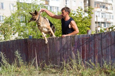 Köpek eğitimi. Eğitimde olan bir Alman çoban köpeği. Köpek, uzun şehir evlerinin arka planına doğru eğilir..