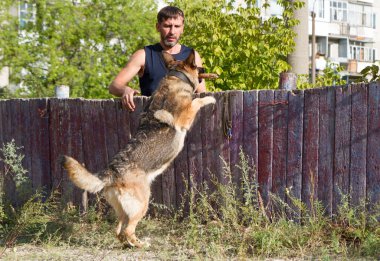 Köpek eğitimi. Eğitimde olan bir Alman çoban köpeği. Köpek, uzun şehir evlerinin arka planına doğru eğilir..