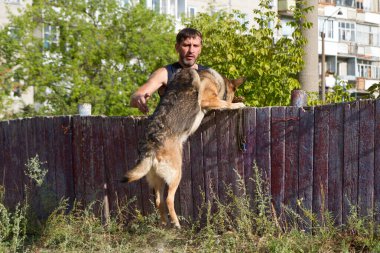 Köpek eğitimi. Eğitimde olan bir Alman çoban köpeği. Köpek, uzun şehir evlerinin arka planına doğru eğilir..