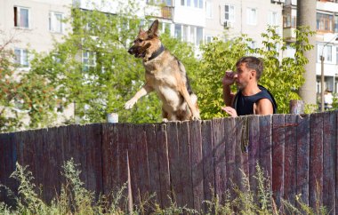 Köpek eğitimi. Eğitimde olan bir Alman çoban köpeği. Köpek, uzun şehir evlerinin arka planına doğru eğilir..