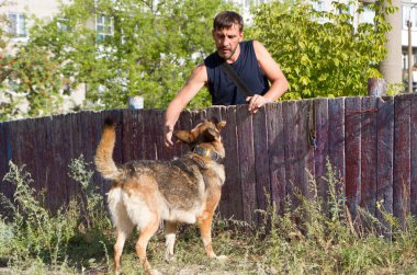 Köpek eğitimi. Eğitimde olan bir Alman çoban köpeği. Köpek, uzun şehir evlerinin arka planına doğru eğilir..