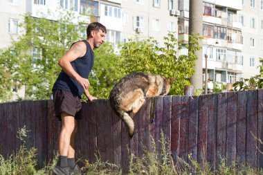 Köpek eğitimi. Eğitimde olan bir Alman çoban köpeği. Köpek, uzun şehir evlerinin arka planına doğru eğilir..