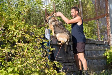 Köpek eğitimi. Eğitimde olan bir Alman çoban köpeği. Köpek, uzun şehir evlerinin arka planına doğru eğilir..