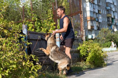 Köpek eğitimi. Eğitimde olan bir Alman çoban köpeği. Köpek, uzun şehir evlerinin arka planına doğru eğilir..