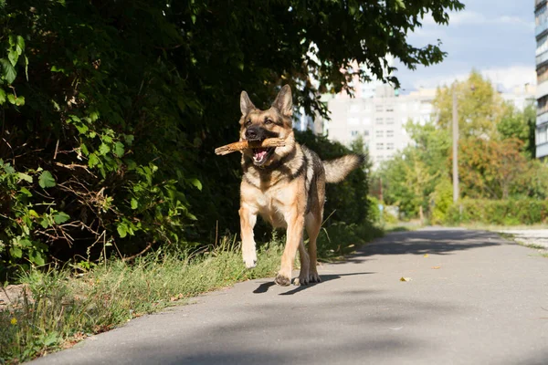 Dog training. A German Shepherd dog in training. The dog trains against the background of tall city houses.