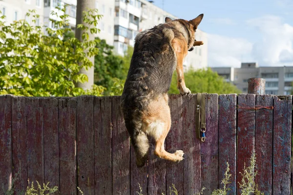 Hondentraining Een Duitse Herdershond Opleiding Hond Traint Tegen Achtergrond Van — Stockfoto