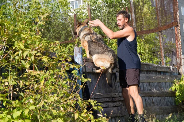 Köpek eğitimi. Eğitimde olan bir Alman çoban köpeği. Köpek, uzun şehir evlerinin arka planına doğru eğilir..