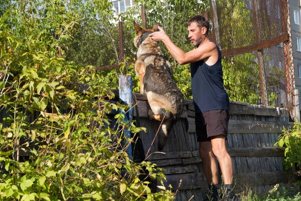 Köpek Eğitimi Eğitimde Olan Bir Alman Çoban Köpeği Köpek Uzun — Stok fotoğraf