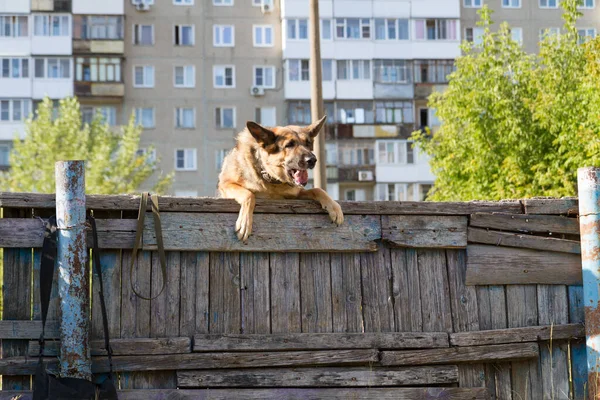 Allenamento Cani Cane Pastore Tedesco Addestramento Cane Allena Sullo Sfondo — Foto Stock