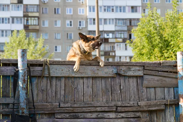 Обучение Собак Немецкая Овчарка Тренировке Собака Тренируется Фоне Высоких Городских — стоковое фото