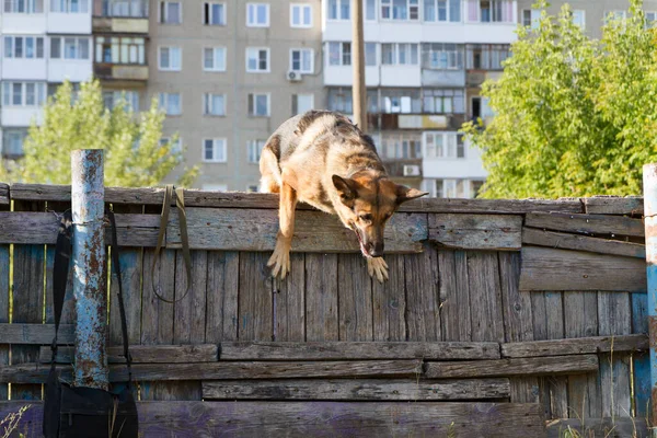 Обучение Собак Немецкая Овчарка Тренировке Собака Тренируется Фоне Высоких Городских — стоковое фото