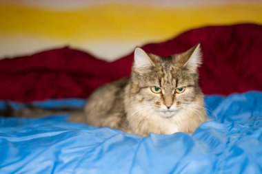 Kedi mavi bir battaniyenin üzerinde yatıyor, arka plan renkli..