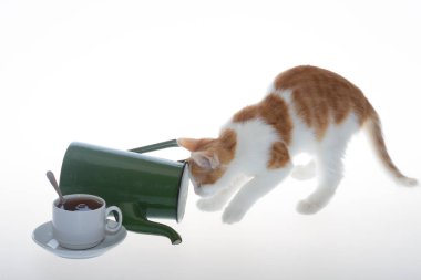 Kedi yavrusu beyaz-kırmızı ve çaydanlık yeşil beyaz arka planda oynuyor..