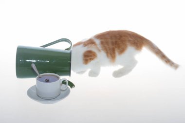 Kedi yavrusu beyaz-kırmızı ve çaydanlık yeşil beyaz arka planda oynuyor..