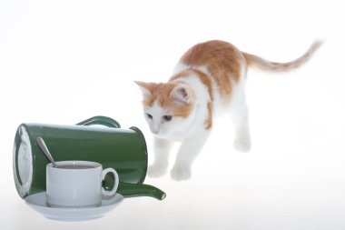 Kedi yavrusu beyaz-kırmızı ve çaydanlık yeşil beyaz arka planda oynuyor..