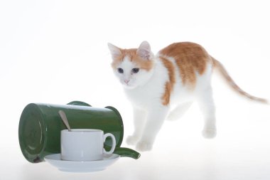 Kedi yavrusu beyaz-kırmızı ve çaydanlık yeşil beyaz arka planda oynuyor..