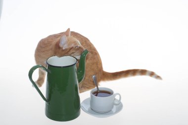 Kedi kırmızı ve çaydanlık yeşil beyaz arka planda.