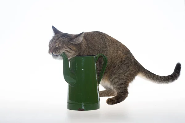 Randig Katt Och Grön Tekanna Vit Bakgrund — Stockfoto